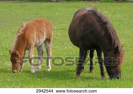 Picture - Two Shetland ponys, full shot . Fotosearch