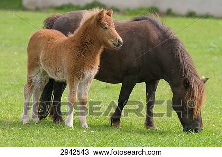 Two Shetland ponys, full shot View Large Photo Image Stock Image - Two Shetland ponys, full shot . Fotosearch