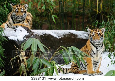 Stock Image - Two Siberian tiger cubs (Panthera tigris altaica) in a forest, Bavaria, Germany . Fotosearch
