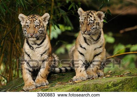 Two Siberian tiger (Panthera tigris altaica) cubs, zoological garden of Augsburg, Germany View Large Photo Image Stock Image - Two Siberian tiger (Panthera tigris altaica) cubs, zoological garden of Augsburg, Germany . Fotosearch