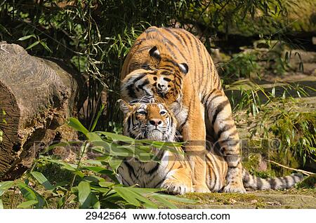 two Siberian tigers, (Panthera tigris altaica), full shot View Large Photo Image Picture - two Siberian tigers, (Panthera tigris altaica), full shot . Fotosearch