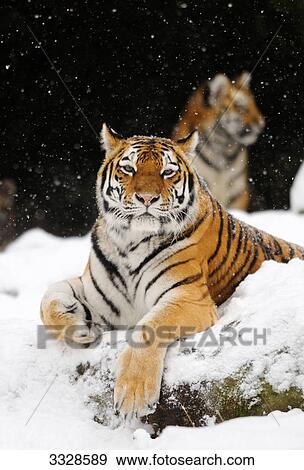 Stock Photo - Two Siberian tigers (Panthera tigris altaica) in snow . Fotosearch