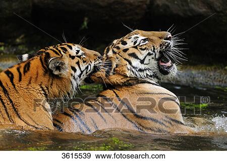 Two Siberian Tigers (Panthera tigris altaica) in water View Large Photo Image Stock Photo - Two Siberian Tigers (Panthera tigris altaica) in water . Fotosearch