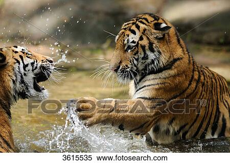 Two Siberian Tigers (Panthera tigris altaica) in water View Large Photo Image Stock Photography - Two Siberian Tigers (Panthera tigris altaica) in water . Fotosearch