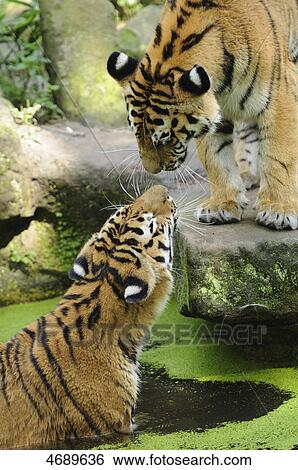 Stock Photograph - Two Siberian tigers . Fotosearch