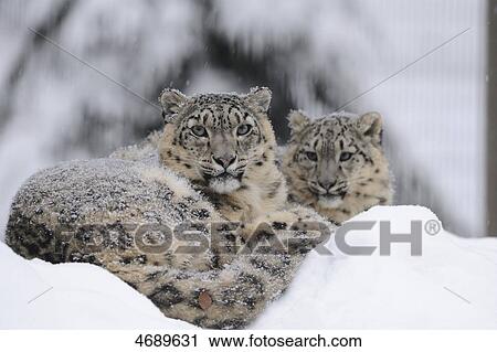 Two snow leopards in snow View Large Photo Image Stock Image - Two snow leopards in snow . Fotosearch