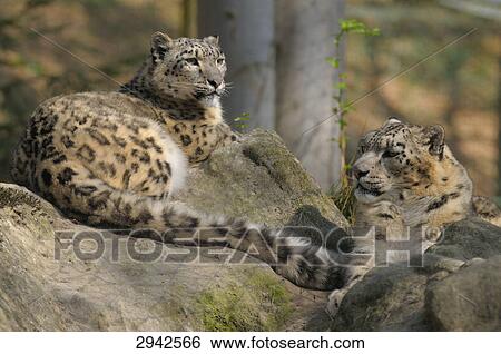 Stock Photograph - two snow leopards (Panthera uncia) lying on a rock . Fotosearch