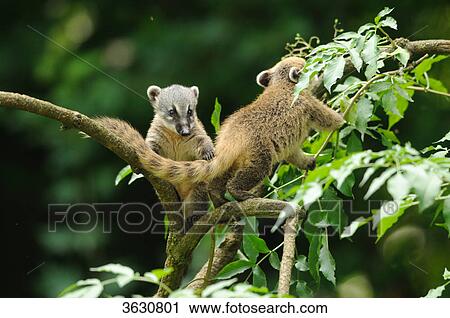Stock Image - Two South American Coatis (Nasua nasua) in a tree . Fotosearch