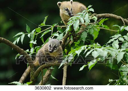 Stock Image - Two South American Coatis (Nasua nasua) in a tree . Fotosearch