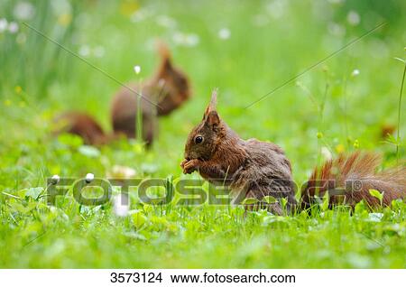 Two squirrels (Sciurus vulgaris) in meadow, close-up View Large Photo Image Picture - Two squirrels (Sciurus vulgaris) in meadow, close-up . Fotosearch
