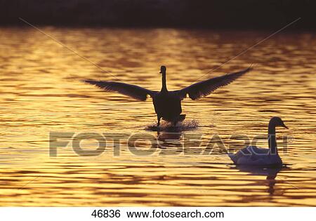 Stock Photograph - Two swans in lake . Fotosearch