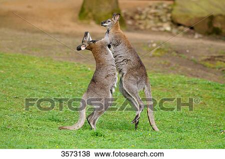 Two Tammar Wallabys (Macropus eugenii) fighting in meadow View Large Photo Image Stock Photo - Two Tammar Wallabys (Macropus eugenii) fighting in meadow . Fotosearch