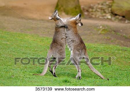 Stock Photo - Two Tammar Wallabys (Macropus eugenii) fighting in meadow . Fotosearch
