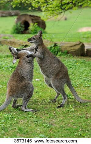 Stock Photograph - Two Tammar Wallabys (Macropus eugenii) fighting in meadow . Fotosearch