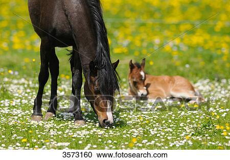 Two Welsh Ponys on paddock View Large Photo Image Stock Image - Two Welsh Ponys on paddock . Fotosearch