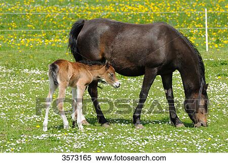 Two Welsh Ponys on paddock View Large Photo Image Stock Photography - Two Welsh Ponys on paddock . Fotosearch