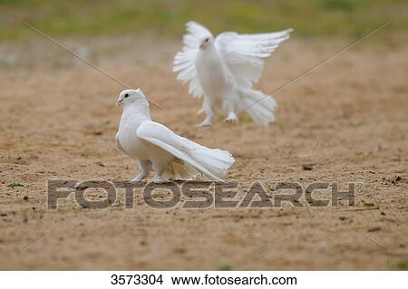 Picture - Two white doves (Columbidae) . Fotosearch