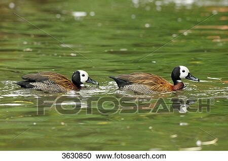 Stock Image - Two White-faced Whistling Ducks (Dendrocygna viduata) swimming on water . Fotosearch