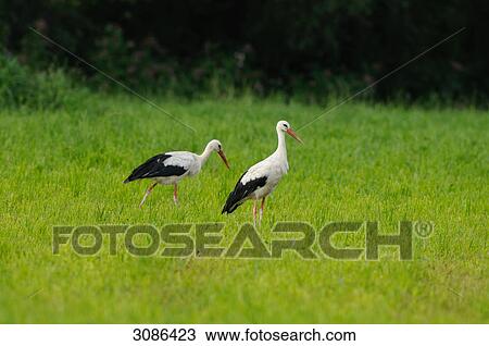 Stock Image - Two White Storks (Ciconia ciconia) on the meadow, Styria, Austria . Fotosearch