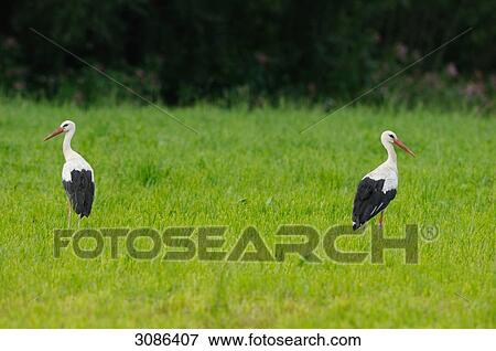 Stock Photo - Two White Storks (Ciconia ciconia) on the meadow, Styria, Austria . Fotosearch