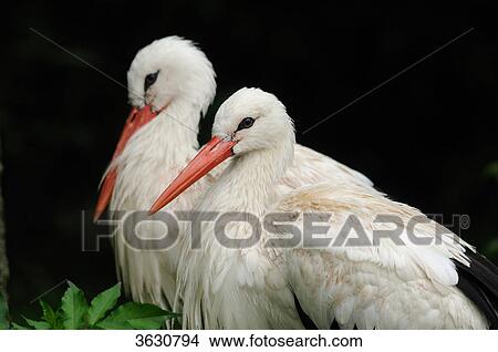 Two White Storks (Ciconia ciconia) View Large Photo Image Picture - Two White Storks (Ciconia ciconia) . Fotosearch