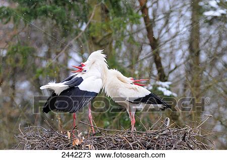 Two White Storks (Ciconia Ciconia) standing on its nest View Large Photo Image Stock Image - Two White Storks (Ciconia Ciconia) standing on its nest . Fotosearch