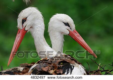 Two White Storks (Ciconia ciconia) View Large Photo Image Stock Photo - Two White Storks (Ciconia ciconia) . Fotosearch