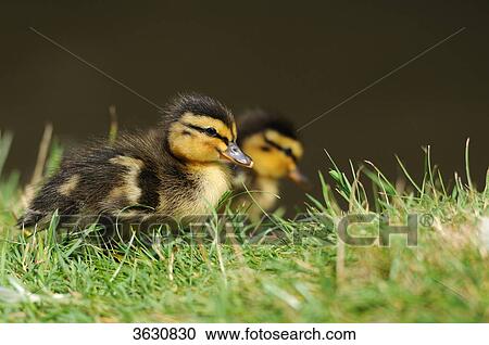 Stock Image - Two Wild duck chicks (Anas platyrhynchos) in meadow . Fotosearch