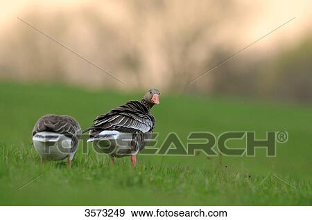Stock Photo - Two Wild Geese (Anser anser) in meadow . Fotosearch