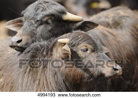 Two wild water buffalos (Bubalus arnee) View Large Photo Image Stock Image - Two wild water buffalos (Bubalus arnee) . Fotosearch