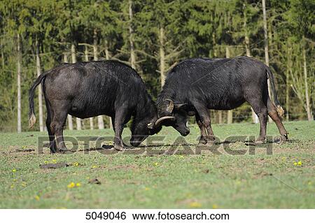 Two wild water buffalos (Bubalus arnee) fighting View Large Photo Image Stock Photograph - Two wild water buffalos (Bubalus arnee) fighting . Fotosearch