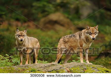 Stock Photo - Two wolves (Canis lupus) standing on rock, Bavarian Forest, Germany . Fotosearch