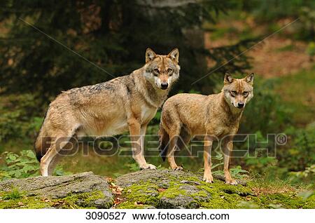 Stock Photo - Two wolves (Canis lupus) standing on rock, Bavarian Forest, Germany, eye contact . Fotosearch
