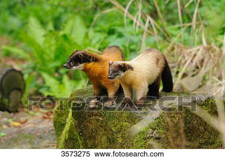 Two Yellow-throated Martens (Martes flavigula) on tree stump View Large Photo Image Stock Photography - Two Yellow-throated Martens (Martes flavigula) on tree stump . Fotosearch