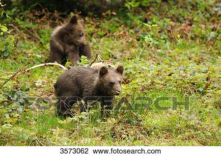 Two young Brown Bears (Ursus arctos) in the Bavarian Forest, Germany View Large Photo Image Stock Image - Two young Brown Bears (Ursus arctos) in the Bavarian Forest, Germany . Fotosearch