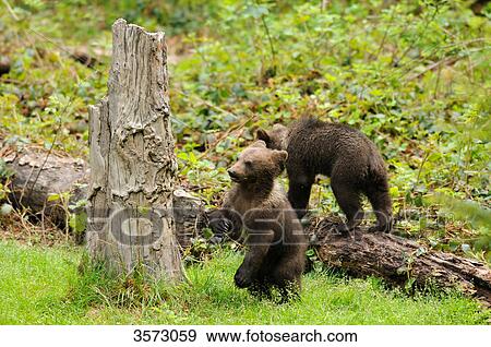 Stock Photo - Two young Brown Bears (Ursus arctos) in the Bavarian Forest, Germany . Fotosearch