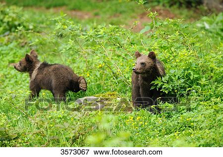 Stock Photo - Two young Brown Bears (Ursus arctos) in the Bavarian Forest, Germany . Fotosearch