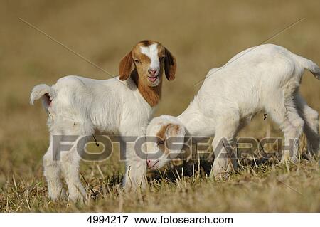 Stock Photo - Two young domestic goats (Capra aegagrus hircus) . Fotosearch