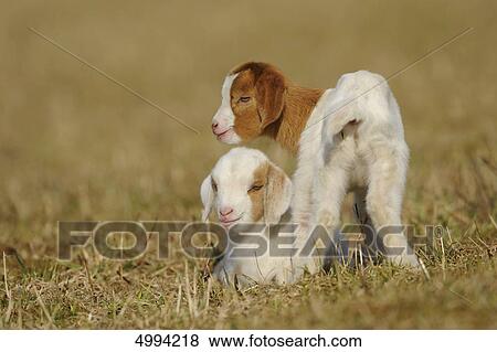 Stock Photo - Two young domestic goats (Capra aegagrus hircus) . Fotosearch