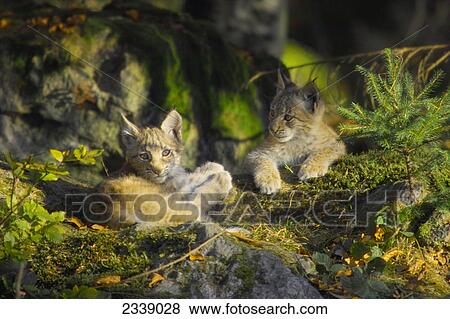 Stock Photo - Two young lynx resting in forest, Bavarian Forest National Park, Bavaria, Germany . Fotosearch