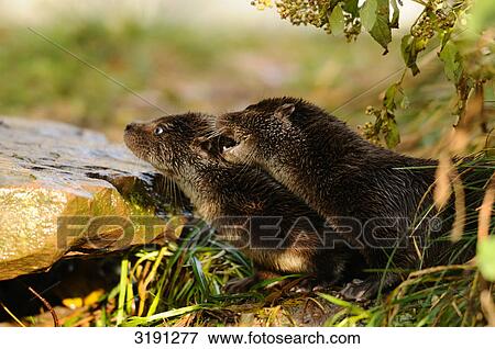 Two young otters (Lutra lutra) playing in meadow, side view View Large Photo Image Stock Photo - Two young otters (Lutra lutra) playing in meadow, side view . Fotosearch