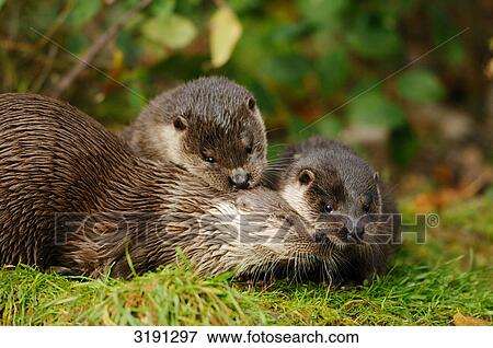 Stock Photo - Two young otters (Lutra lutra) playing in meadow, low-angle view . Fotosearch