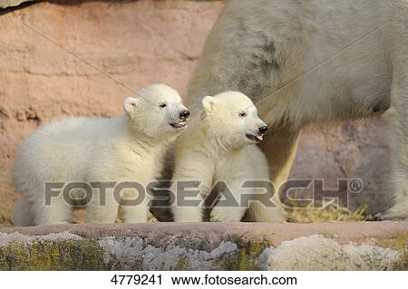 Two young polar bears and mother View Large Photo Image Stock Image - Two young polar bears and mother . Fotosearch