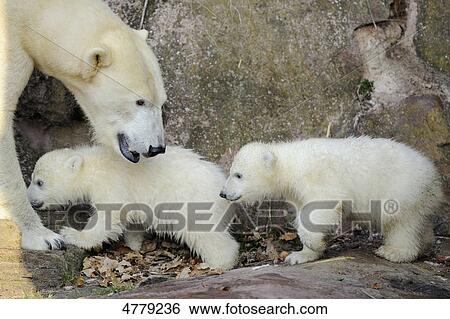 Two young polar bears and mother View Large Photo Image Stock Photograph - Two young polar bears and mother . Fotosearch