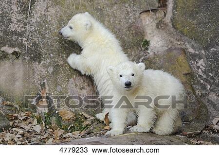 Stock Image - Two young polar bears . Fotosearch