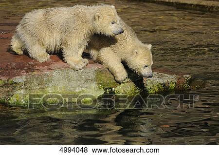 Stock Photo - Two young polar bears (Ursus maritimus) at water . Fotosearch