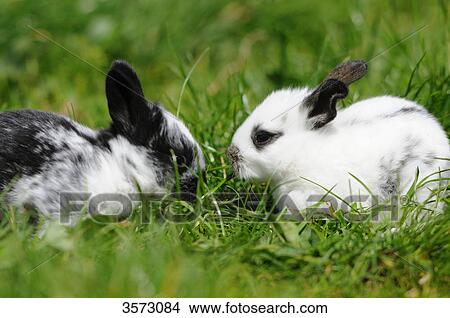 Two young rabbits in meadow View Large Photo Image Picture - Two young rabbits in meadow . Fotosearch