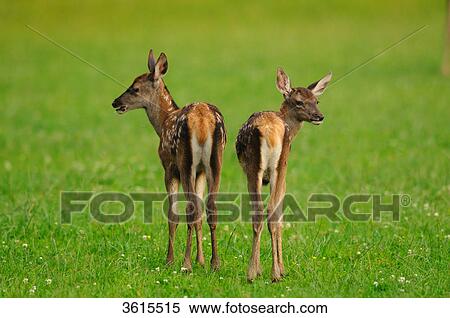 Two young red deers (Cervus elaphus) in a meadow View Large Photo Image Stock Photography - Two young red deers (Cervus elaphus) in a meadow . Fotosearch