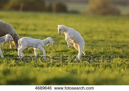 Two young sheep playing in meadow View Large Photo Image Stock Photograph - Two young sheep playing in meadow . Fotosearch