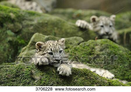 Two young Snow Leopards (Uncia uncia) lying on rock View Large Photo Image Stock Photo - Two young Snow Leopards (Uncia uncia) lying on rock . Fotosearch